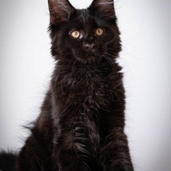 chaton Maine coon black REGGAE And Popsi dust