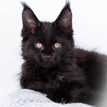 chaton Maine coon black REGGAE And Popsi dust