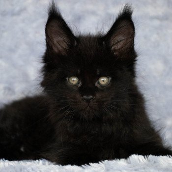 chaton Maine coon black REGGAE And Popsi dust