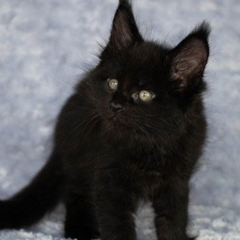 chaton Maine coon black REGGAE And Popsi dust