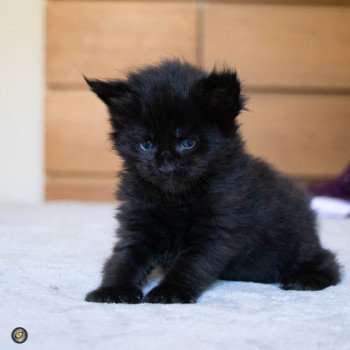 chaton Maine coon black REGGAE And Popsi dust