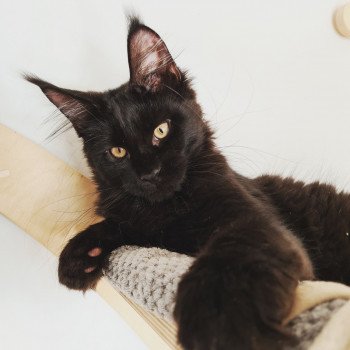 chat Maine coon black REGGAE AND POPSI DUST And Popsi dust chat Maine coon black REGGAE AND POPSI DUST And Popsi dust