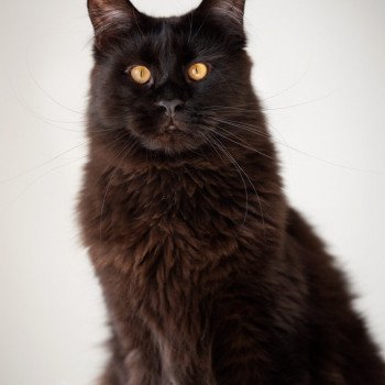 chat Maine coon black REGGAE AND POPSI DUST And Popsi dust chat Maine coon black REGGAE AND POPSI DUST And Popsi dust