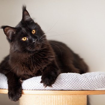 chat Maine coon black REGGAE AND POPSI DUST And Popsi dust chat Maine coon black REGGAE AND POPSI DUST And Popsi dust
