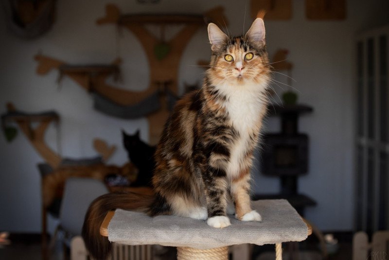 Renata De l'île verte Femelle Maine coon