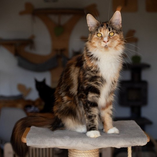 Renata De l'île verte Femelle Maine coon