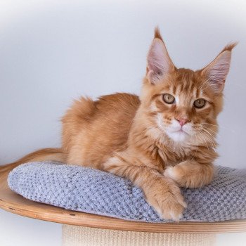 chaton Maine coon red mackerel tabby RIZ ARBORIO And Popsi dust