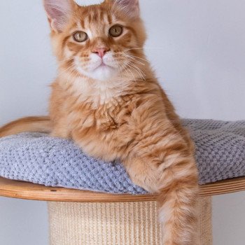 chaton Maine coon red mackerel tabby RIZ ARBORIO And Popsi dust