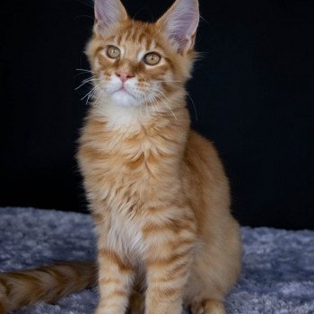 chaton Maine coon red mackerel tabby RIZ ARBORIO And Popsi dust