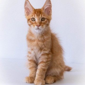 chaton Maine coon red mackerel tabby RIZ ARBORIO And Popsi dust