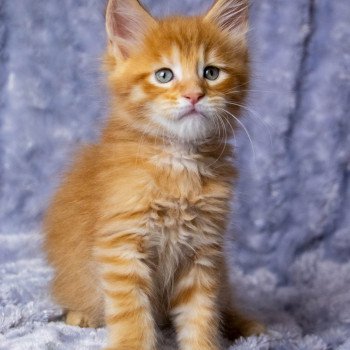 chaton Maine coon red mackerel tabby RIZ ARBORIO And Popsi dust