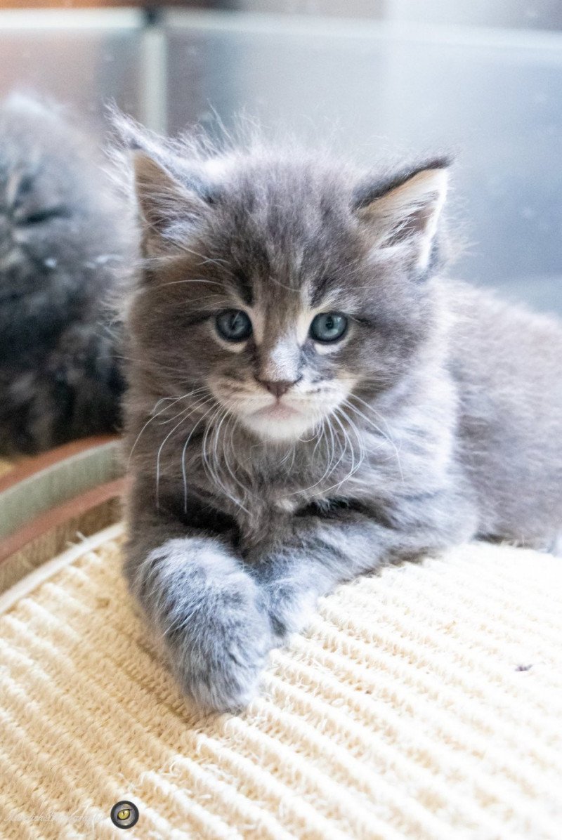 RIZ BASMATI And Popsi dust Mâle Maine coon