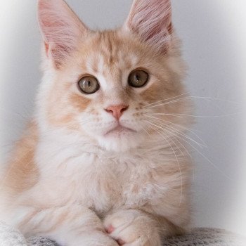 chaton Maine coon red silver blotched tabby ROCKABILLY And Popsi dust