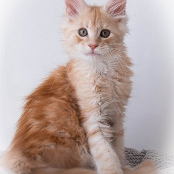 chaton Maine coon red silver blotched tabby ROCKABILLY And Popsi dust