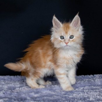 chaton Maine coon red silver blotched tabby ROCKABILLY And Popsi dust