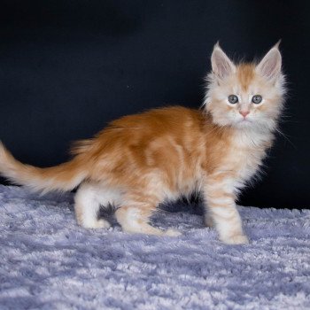 chaton Maine coon red silver blotched tabby ROCKABILLY And Popsi dust