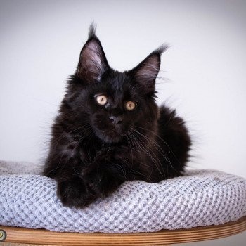 chaton Maine coon black ROCKSTEADY And Popsi dust
