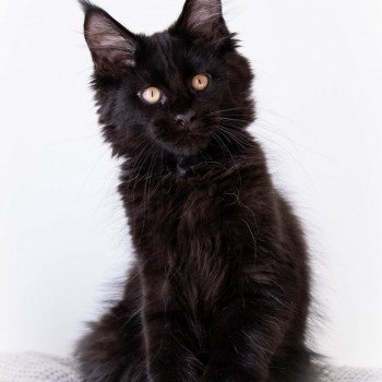 chaton Maine coon black ROCKSTEADY And Popsi dust