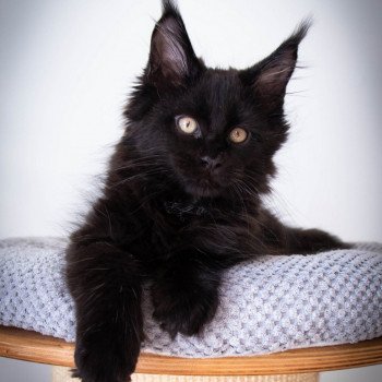 chaton Maine coon black ROCKSTEADY And Popsi dust