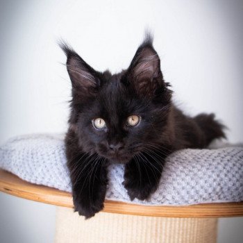 chaton Maine coon black ROCKSTEADY And Popsi dust