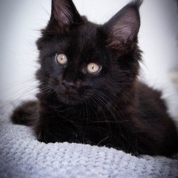 chaton Maine coon black ROCKSTEADY And Popsi dust