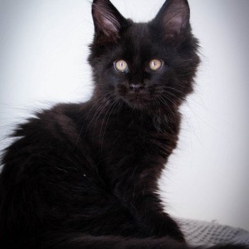 chaton Maine coon black ROCKSTEADY And Popsi dust