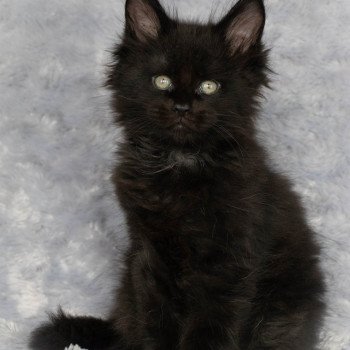 chaton Maine coon black ROCKSTEADY And Popsi dust