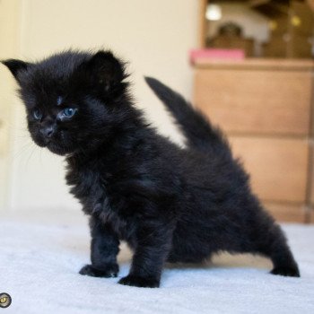 chaton Maine coon black ROCKSTEADY And Popsi dust