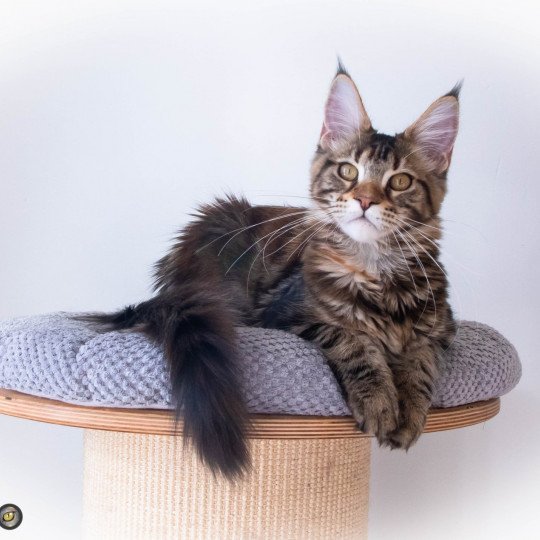 ROSA GALLICA And Popsi dust Femelle Maine coon