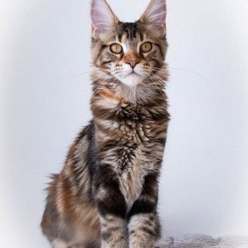chaton Maine coon brown tortie blotched tabby ROSA GALLICA And Popsi dust