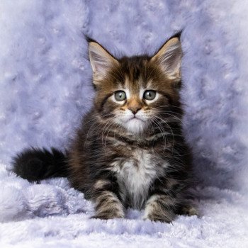 chaton Maine coon brown tortie blotched tabby ROSA GALLICA And Popsi dust