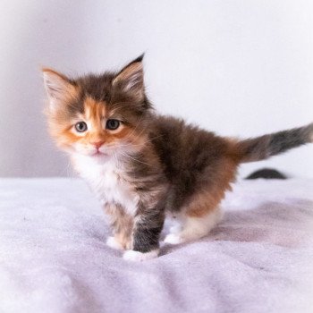 chaton Maine coon brown tortie mackerel tabby & blanc ROSA MAJALIS And Popsi dust