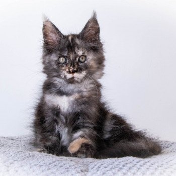 chaton Maine coon black tortie smoke ROSE TATOO And Popsi dust