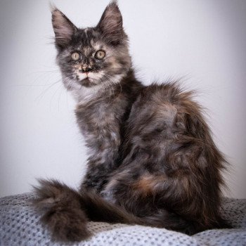 chaton Maine coon black tortie smoke ROSE TATOO And Popsi dust