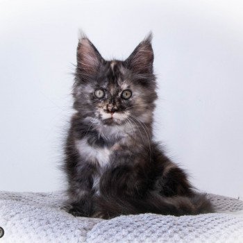 chaton Maine coon black tortie smoke ROSE TATOO And Popsi dust