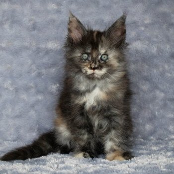chaton Maine coon black tortie smoke ROSE TATOO And Popsi dust