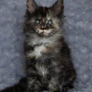 chaton Maine coon black tortie smoke ROSE TATOO And Popsi dust