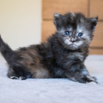 chaton Maine coon black tortie smoke ROSE TATOO And Popsi dust