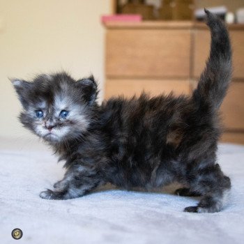 chaton Maine coon black tortie smoke ROSE TATOO And Popsi dust