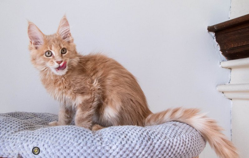 RUBY SOHO And Popsi dust Femelle Maine coon