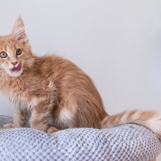 RUBY SOHO And Popsi dust Femelle Maine coon