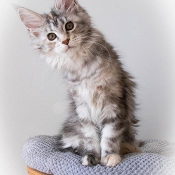 chaton Maine coon black tortie silver blotched tabby RUN RUN RUN And Popsi dust