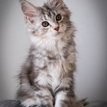 chaton Maine coon black tortie silver blotched tabby RUN RUN RUN And Popsi dust