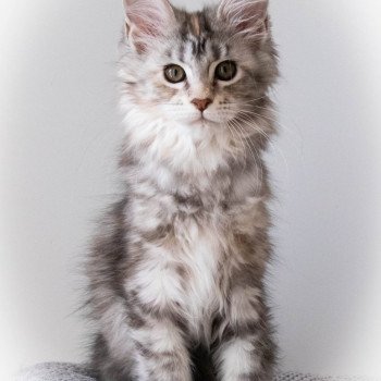 chaton Maine coon black tortie silver blotched tabby RUN RUN RUN And Popsi dust