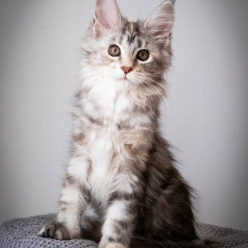 chaton Maine coon black tortie silver blotched tabby RUN RUN RUN And Popsi dust