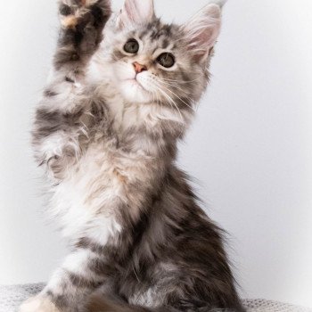 chaton Maine coon black tortie silver blotched tabby RUN RUN RUN And Popsi dust