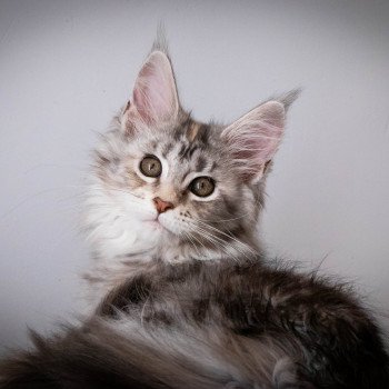 chaton Maine coon black tortie silver blotched tabby RUN RUN RUN And Popsi dust