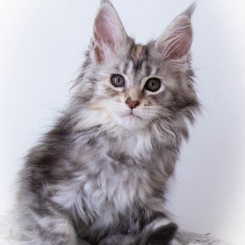 chaton Maine coon black tortie silver blotched tabby RUN RUN RUN And Popsi dust