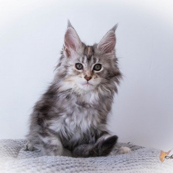 chaton Maine coon black tortie silver blotched tabby RUN RUN RUN And Popsi dust