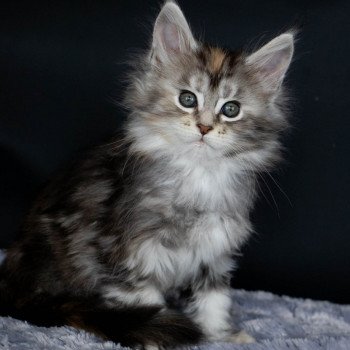 chaton Maine coon black tortie silver blotched tabby RUN RUN RUN And Popsi dust